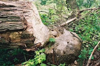 Fot. Maciej Szczygielski